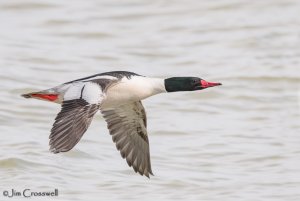 Common Merganser