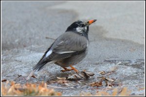 White-cheeked Starling