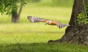 Red-shouldered Hawk