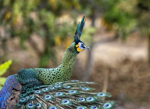 Green Peafowl