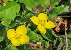 Sun Cup (Taraxia ovata)