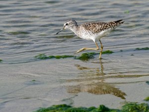 wood sandpiper