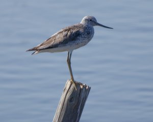 Common Greenshank