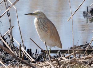 Squacco Heron