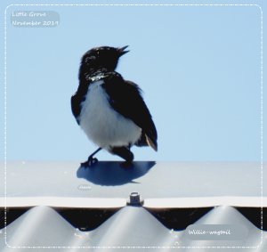 Bird on a hot tin roof