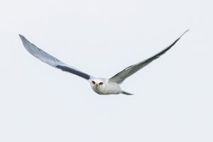 White Tailed Kite in a winter sky