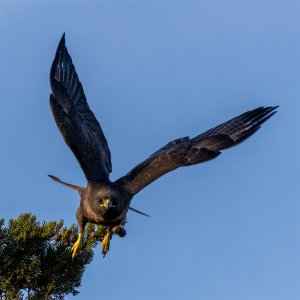 Red Tail Hawk