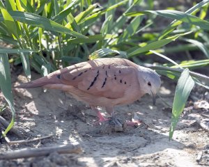 Eared Dove