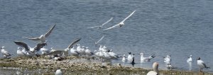 Gulls/Terns/Ducks/Coots