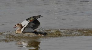 Egyptian Goose 2252.jpg