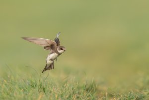 sand martin 12.jpg