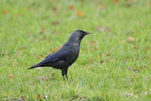 Jackdaw