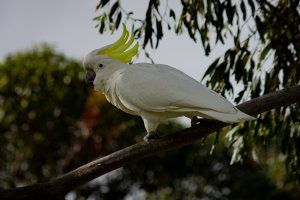 Sulphur-Crested Cockatoo