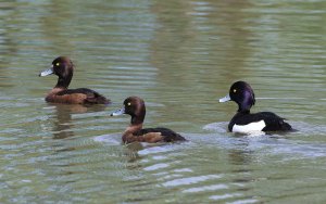 Tufted Duck