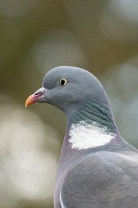 Wood Pigeon