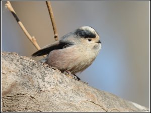 Silver-throated Tit