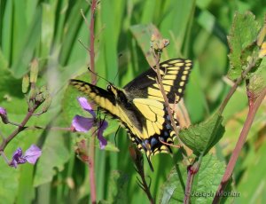 Anise Swallowtail (Papilio zelicaon)