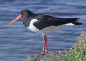 Eurasian Oystercatcher