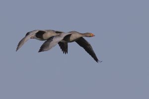 Greylag