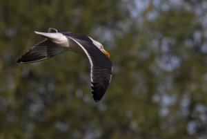 Great Black-backed Gull