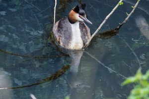 Grebe