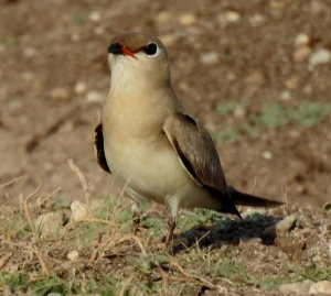 Small Pratincole