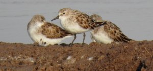 Trio Little Stint