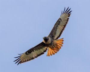 Redtail Hawk