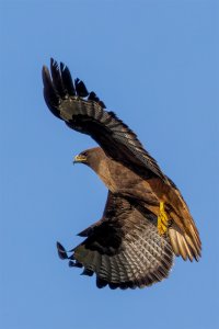 Redtail Hawk