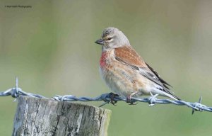 Linnet 2530.jpg