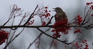 Mistle Thrush