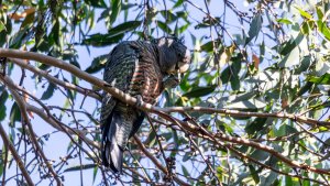 Gang-gang Cockatoo