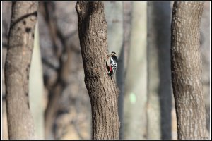 Great Spotted Woodpecker