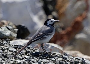 White Wagtail