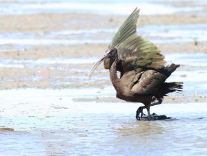 glossy ibis