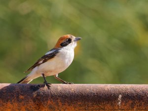 Woodchat shrike