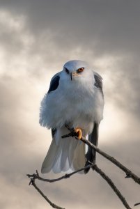 Backlit White Tailed Kite