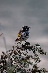 New Holland Honeyeater at sunset