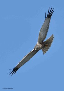 Marsh Harrier 2501.jpg