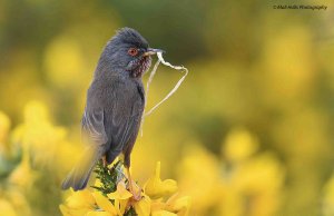 Dartford Warbler 2020.jpg