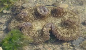 Sea-annemones