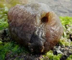 Sea-Hare