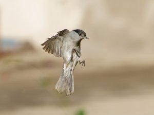 Blackcap