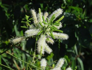 SÃO SÃO DO CAMPO  (MIMOSA CAESALPINIAEFOLIA)