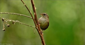 Wren