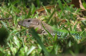 CALANGO (Ameiva ameiva)