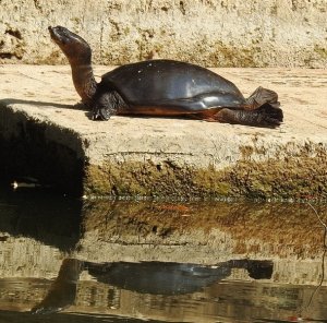 Fresh water Turtle