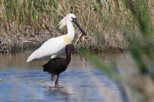 spoonbill and ibis
