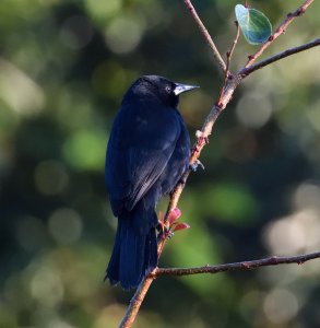 Unicolored Blackbird