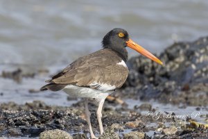 American Oystercatcher (Haematopus palliatus)